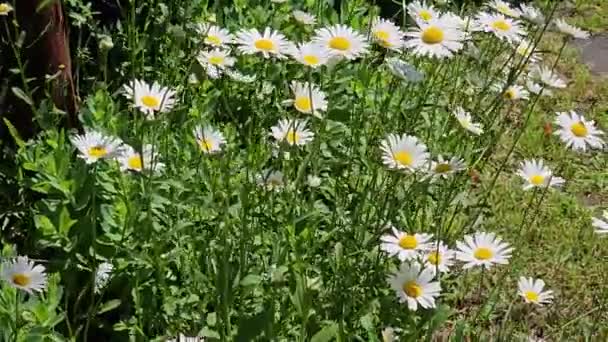 Kamomillmatrikaria Blommar Vacker Natur Scen Med Färska Huvuden Prästkragar Blommor — Stockvideo