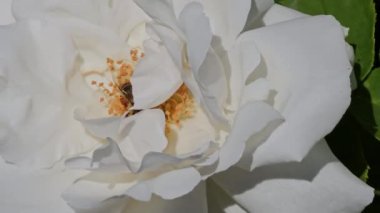 Bu yakın çekim videosunda yaz rüzgarında hafifçe esen beyaz bir gülü kirleten bir arı var..