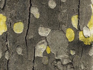 Doğulu bir uçak ağacının kabuğunun dokusu ya da Latince Platanus orientalis. Doğal askeri geçmiş.