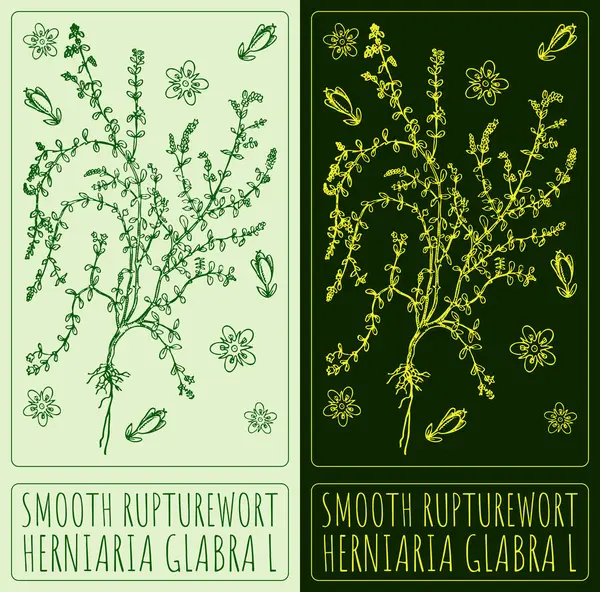 stock image Drawing SMOOTH RUPTUREWORT. Hand drawn illustration. The Latin name is HERNIARIA GLABRA L.