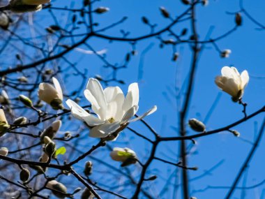Bahar mavisi gökyüzü ve beyaz manolya kobus çiçekleri.