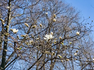 Bahar mavisi gökyüzü ve beyaz manolya kobus çiçekleri.