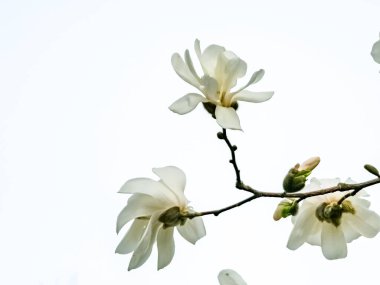 Spring blue sky and white magnolia kobus flowers. clipart