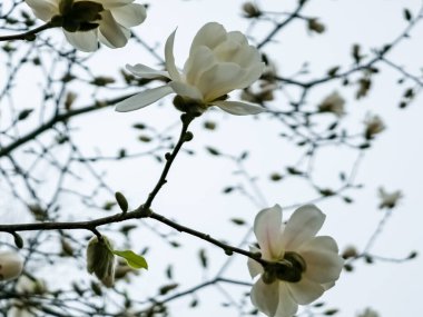 Bahar mavisi gökyüzü ve beyaz manolya kobus çiçekleri.