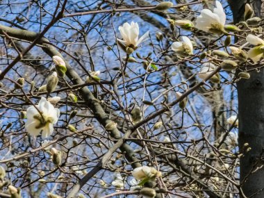 Bahar mavisi gökyüzü ve beyaz manolya kobus çiçekleri.
