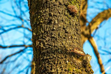 Badem ağacı kabuğu arka planı. Amigdalus Prunus Georgica. Doku.