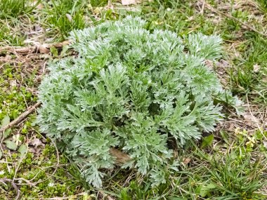Baharın başında Artemisia 'ya yakın çekim. Pelinotu. İlaç bitkileri.