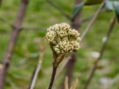 Leatherleaf viburum çiçekleri, İlkbaharın başında Viburnum rhytidophyllum.