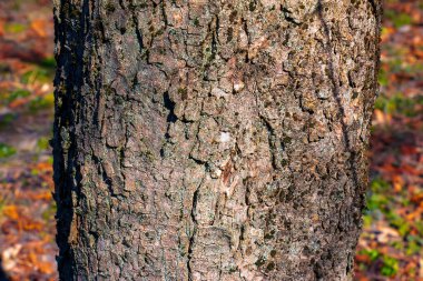 Sycamore kabuk arka planı. Tasarımcılar için Acer pseudoplatanus L. desen.