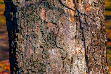 Sycamore kabuk arka planı. Tasarımcılar için Acer pseudoplatanus L. desen.