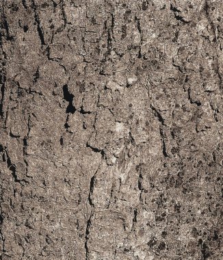 Sycamore kabuğu arkaplanı tasviri. Tasarımcılar için Acer pseudoplatanus L. desen.