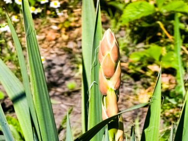 Sapında tomurcuklar olan Yucca palmiyesi. Uzun yeşil yapraklar. Dışarıdaki bahçe için bitki..