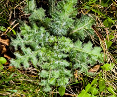 Bahar başlarında genç bir devedikeni yapraklarının dokusu..