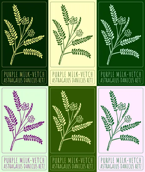 Set of drawing PURPLE MILK-VETCH in various colors. Hand drawn illustration. The Latin name is ASTRAGALUS DANICUS RETZ.