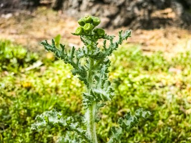 Senecio Vernalis ilkbaharın başlarında doğada yetişir..