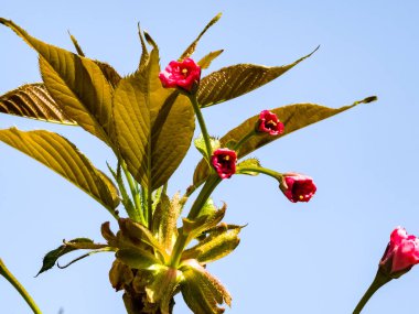 Baharın başında patlamamış pembe sakura çiçekleri. Tomurcuk.