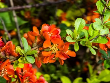 Bright red flowers of a Flowering quince, Chaenomeles speciosa, shrub. a thorny deciduous or semi-evergreen shrub also known as Japanese quince or Chinese quince clipart