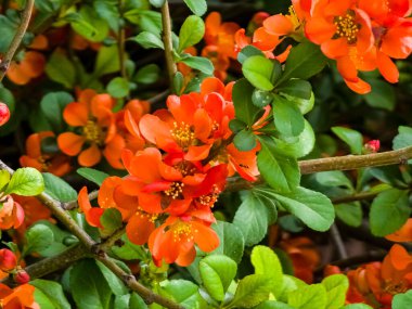 Ayva çiçeğinin parlak kırmızı çiçekleri, Chaenomeles speciosa, çalılık. Dikenli bir yaprak döken ya da yarı yeşil bir çalılık. Japon ayva ya da Çin aygırı olarak da bilinir.