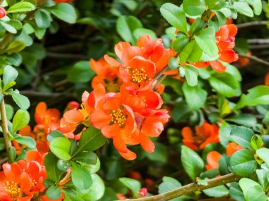 Ayva çiçeğinin parlak kırmızı çiçekleri, Chaenomeles speciosa, çalılık. Dikenli bir yaprak döken ya da yarı yeşil bir çalılık. Japon ayva ya da Çin aygırı olarak da bilinir.
