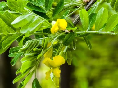 Pea shrub Caragana frutex, Xerophilous plant. Steppe acacia in early spring. clipart