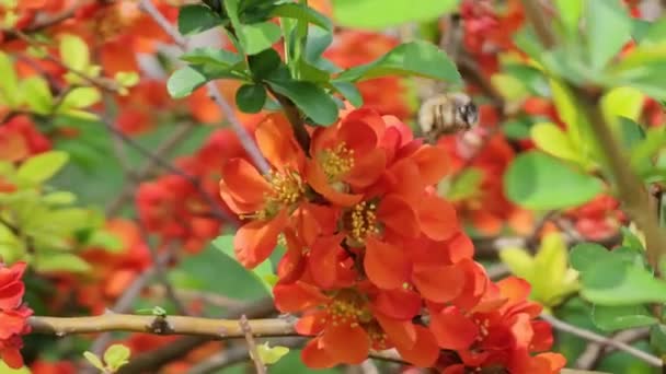 Een Bij Verzamelt Nectar Van Bloemen Van Chaenomeles Speciosa Bekend — Stockvideo
