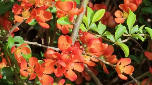 花序の明るい赤花 Chenomeles Speciosa 日本の王子又は中国の王子とも呼ばれるとげのある落葉又は半常緑低木 — ストック動画