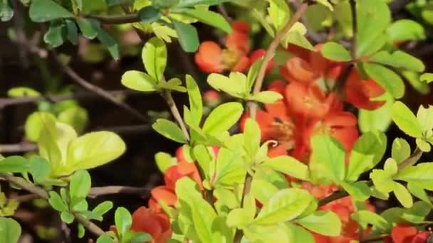 Una Abeja Recoge Néctar Las Flores Chaenomeles Speciosa Conocido Como — Vídeos de Stock