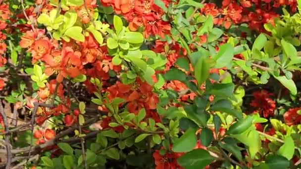 花序の明るい赤花 Chenomeles Speciosa 日本の王子又は中国の王子とも呼ばれるとげのある落葉又は半常緑低木 — ストック動画