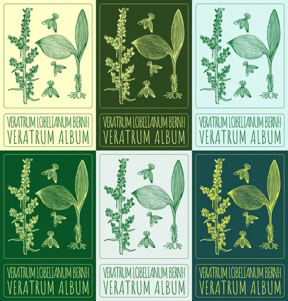 stock image Set of drawing VERATRUM ALBUM in various colors. Hand drawn illustration. The Latin name is VERATRUM LOBELIANUM BERNH.