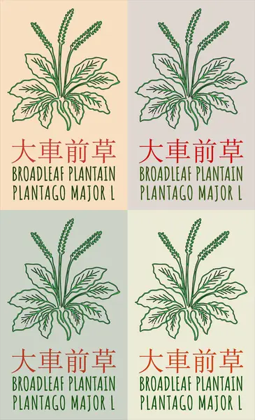 stock image Set of drawing BROADLEAF PLANTAIN in Chinese in various colors. Hand drawn illustration. The Latin name is PLANTAGO MAJOR L.