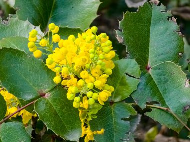 Mahonia aquifolium. Parlak sarı çiçekler, mahonia japonica çalısı..