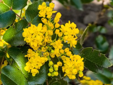 Mahonia aquifolium. Parlak sarı çiçekler, mahonia japonica çalısı..