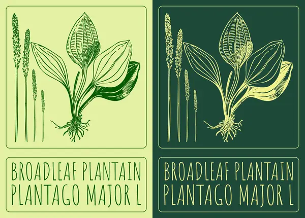 Vektör BROADLEAF PLANTAIN 'ı çiziyor. El çizimi çizimi. Latince adı PLANTAGO MAJOR L.