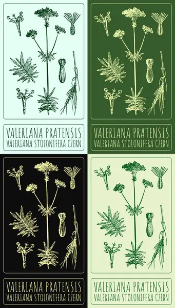 stock vector Set of vector drawing VALERIANA PRATENSIS in various colors. Hand drawn illustration. The Latin name is VALERIANA STOLONIFERA CZERN.