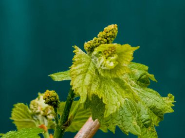 Baharda üzüm asmasında taze yapraklar ve çiçek tomurcukları. Seçici odak.