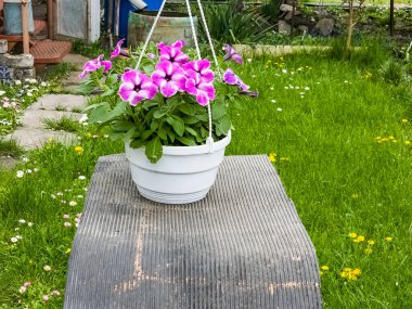Petunya, renkli petunya çiçeği. Çiçek deseni. Bahar ve yaz çiçekleri petunya arkaplan dokusu.
