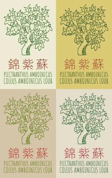 stock vector Set of vector drawing PLECTRANTHUS AMBOINICUS in Chinese in various colors. Hand drawn illustration. The Latin name is COLEUS AMBOINICUS LOUR.