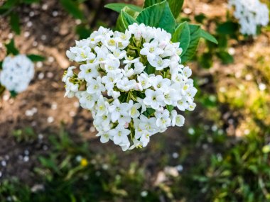 Flower buds and flowers of leathery viburnum, Viburnum rhytidophyllum in spring. clipart