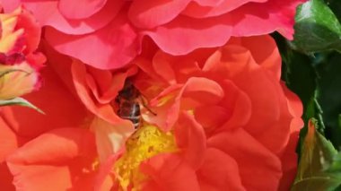 Gül çiçeğinin nektarını toplayan arıya yakın plan. Bir böcek polen toplar.. 