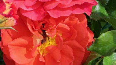 Gül çiçeğinin nektarını toplayan arıya yakın plan. Bir böcek polen toplar.. 