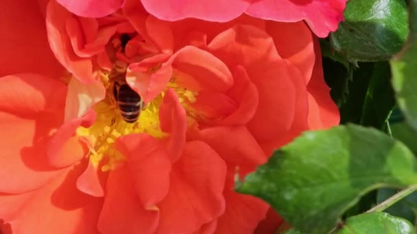 Primer Plano Una Abeja Recolectando Néctar Una Flor Rosa Insecto — Vídeo de stock