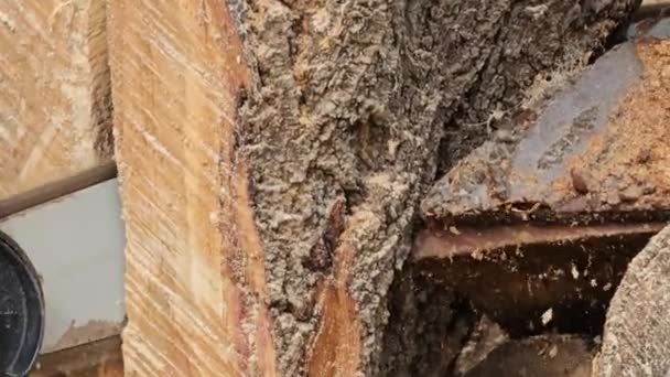 Działanie Elektrycznej Piły Łańcuchowej Przygotowuję Drewno Zimę Piła Tnie Drzewo — Wideo stockowe