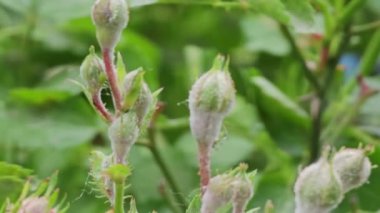 Küf tozu ya da gül çalılarının üzerindeki sphaerotheca pannosa.