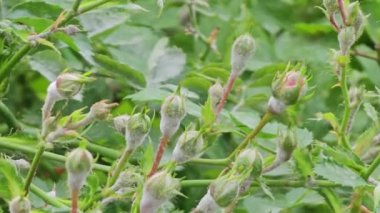 Küf tozu ya da gül çalılarının üzerindeki sphaerotheca pannosa.