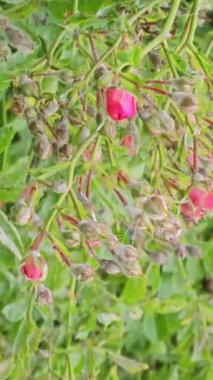 Küf tozu ya da gül çalılarının üzerindeki sphaerotheca pannosa.