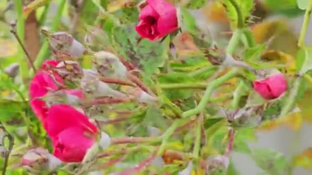 Пороховая Плесень Sphaerotheca Pannosa Розовых Кустах — стоковое видео