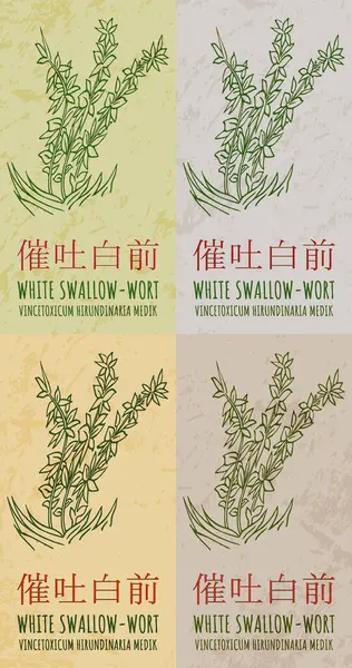 stock vector Set of vector drawing WHITE SWALLOW-WORT in Chinese in various colors. Hand drawn illustration. The Latin name is VINCETOXICUM HIRUNDINARIA MEDIK.