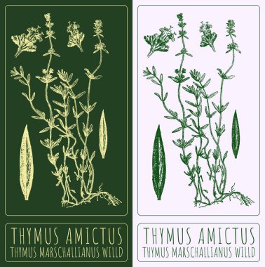 TiMus AMICTus 'u farklı renklerde çizen vektör kümesi. El çizimi çizimi. Latince adı THYMUS MARSCHALLIANUS WILLD.