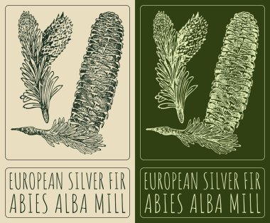 Avrupa 'nın gümüş ateşini çeken vektör. El çizimi çizimi. Latince adı ABIES ALBA Mill.