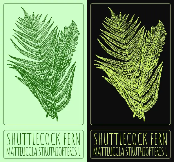 Shuttlecock FERN 'i çiziyorum. El çizimi çizimi. Latince adı MATTEUCCIA STRUTHIOPTERIS L.